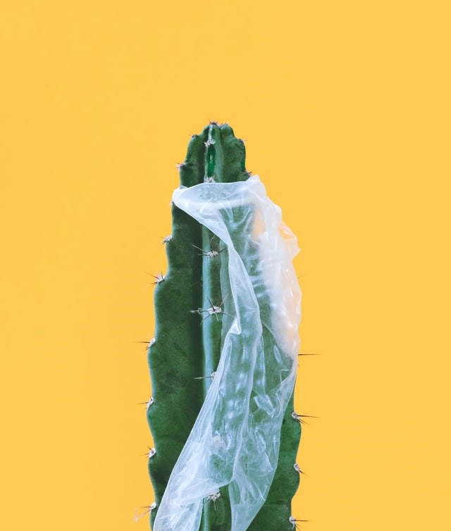 Cactus with a condom